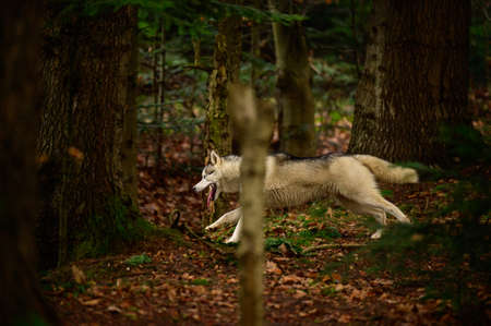 Happy husky running through the autumn forest, jogging dog in the woods, predator on the hunt. new