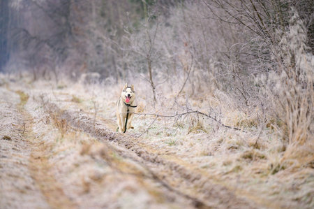 Morning autumn frosts on the grass, husky dog, dog walk in the woods. new
