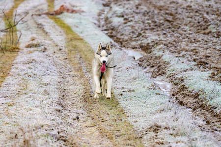 A walk in the morning forest, grass covered with hoarfrost, winter frosts, huskies running for a walk. newの写真素材