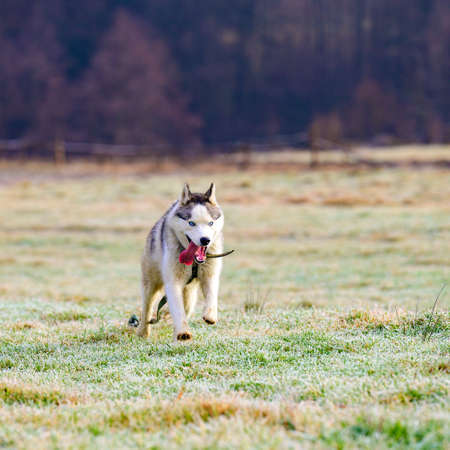 riding dog of the Siberian Husky breed in the woods on a walk, morning frosts on the grass in late...