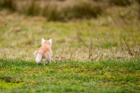 The little red cat hunted the mole, a natural instinct in the cat. newの写真素材