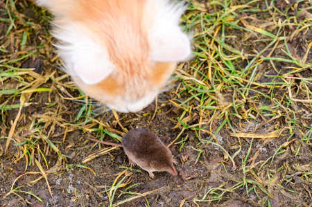 Ginger and white kitten with its prey of a mouse.newの写真素材