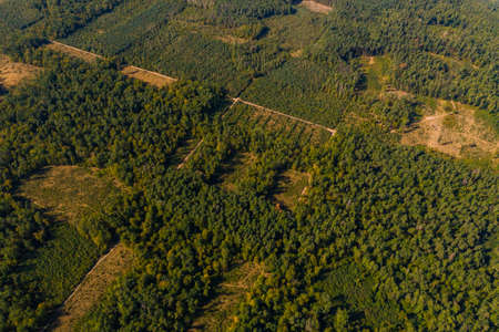 Deforestation, large-scale deforestation, destruction of the environment, deterioration of the...