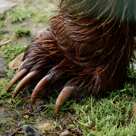 Bear paw close up, claws of a forest predator, bear paw with claws. newの写真素材