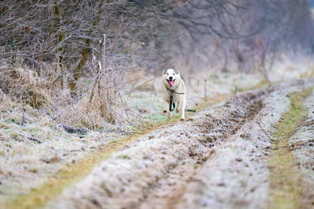 A walk in the morning forest, grass covered with hoarfrost, winter frosts, huskies running for a walk. newの写真素材