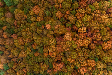 autumn deciduous forest from a bird's eye view, autumn walk in the woods. new