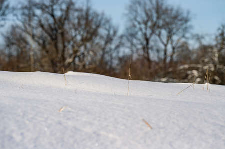 Winter park, trees without leaves, a walk in the snow. new