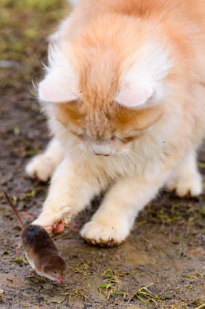 A hungry red predator is playing with a mole, a cat has caught a mole. newの写真素材