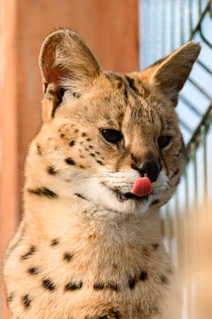 serval cat in the Ukrainian zoo, a rare species of cats, a portrait of a serval.の写真素材