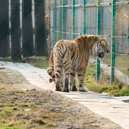 Timur tiger in the zoo, a large and aggressive cat, a striped predator.