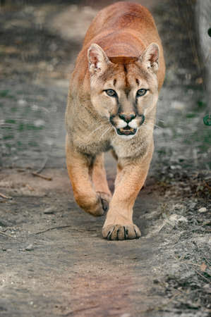 Puma, a beautiful predator and a resident of the zoo, a dangerous animal, zoos of Ukraine.の写真素材
