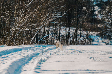 A dog walks in the winter, a dog running in the snow, a happy pet.