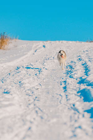 Husky jogging in the field, snowy roads and dog, purebred dog breed.