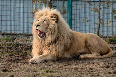 Rare and endangered species of white lions, the zoo and animal life in it, the king.の写真素材