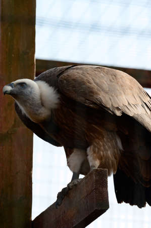 Griffon is a wild and bird of prey, a griffin bird in a zoo. new