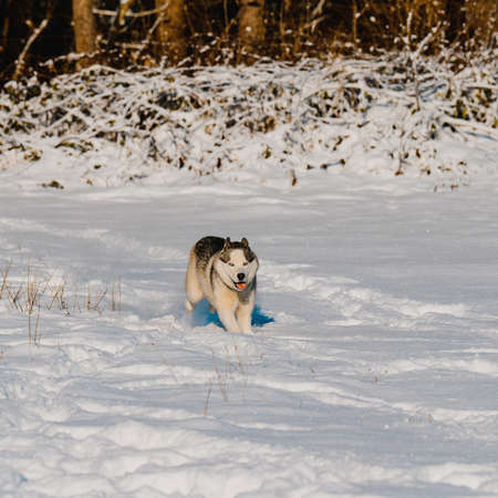 Winter and dog, husky on a walk, jumping in the snow, sled dog.の写真素材