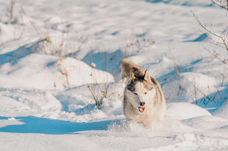 Happy dog during a winter walk, husky sled dog, playing dog in the snow, walking near the forest.