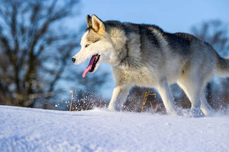 Siberian husky sled dog, cute and obedient pets, portrait of a dog in the snow.