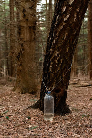 Collecting birch sap in the spring, useful and tasty natural juice, collecting sap in the forest.