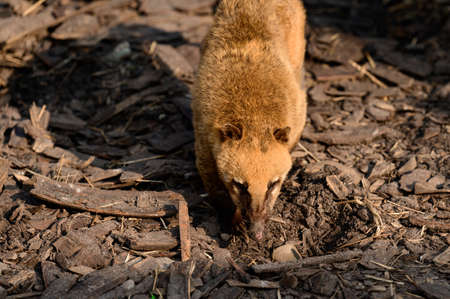 Nasua is a genus of carnivorous mammals in the raccoon family Procyonidae, genus of small mammals of the raccoon family.の写真素材