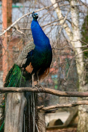 Pavo is a genus of large birds in the Phasianidae family, isolated bird in the zoo.の写真素材
