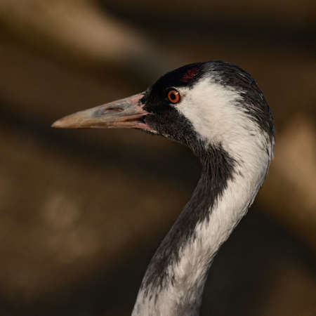 Portrait of a bird in the zoo, Anthropoides virgo bird, a locked bird in a cage, a small crane.の写真素材