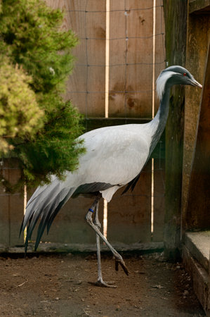 Portrait of a bird in the zoo, Anthropoides virgo bird, a locked bird in a cage, a small crane.の写真素材