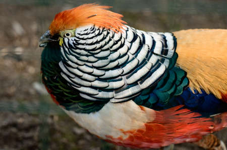 Diamond pheasant in a zoo, a bird of a number of chickens, a colored bird, a long and striped tail.