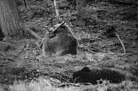 Brown bear playing in the woods with a wooden stick, playful and fluffy bear.の写真素材