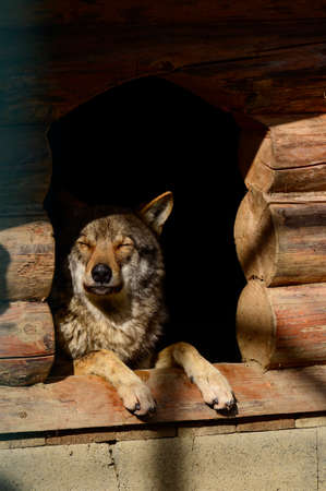 Carpathian wolves in the zoo, wild predators in captivity, Synevyr glade in Ukraine.