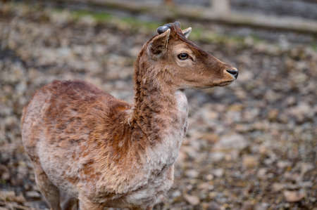 Little deer eat hay, a group of deer in a zoo, a zoo in Ukraine.の写真素材