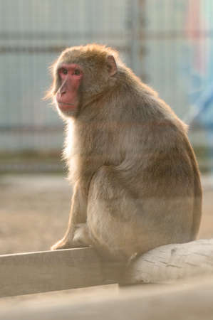 Japanese macaques and their life in the zoo, primates in the cage, monkeys in the zoo.