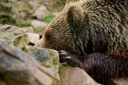 Brown bear close up, large and massive forest predator, dangerous animal for humans, lying and calm bear.の写真素材