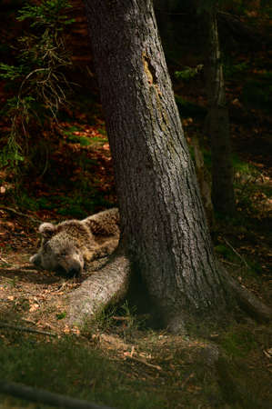 Brown bear on a walk and in search of food, a bear after hibernation, large paws and claws.の写真素材