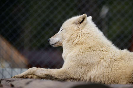 Carpathian wolves in the zoo, wild predators in captivity, Synevyr glade in Ukraine.の写真素材
