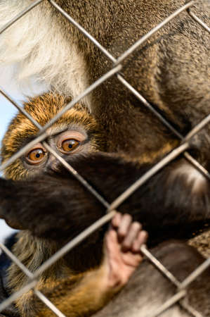 De Brazza monkey Cercopithecus zanectus from Africa in captivity, isolated moth in a zoo, a zoo in Ukraine.の写真素材