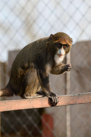 De Brazza monkey Cercopithecus zanectus from Africa in captivity, isolated moth in a zoo, a zoo in...
