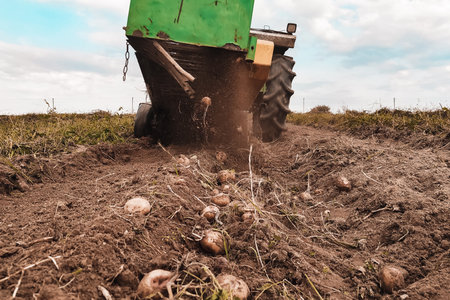 Tractor plows a row of potatoes, harvesting yellow potatoes in the village in the field, vibrating...