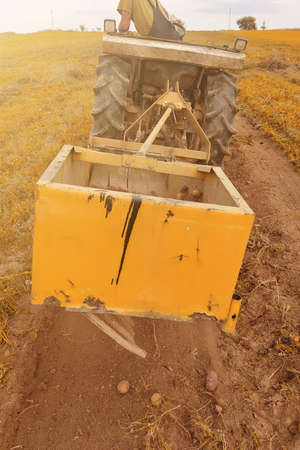 A tractor with vibrating equipment for harvesting potatoes rips a row of potatoes, a close-up...