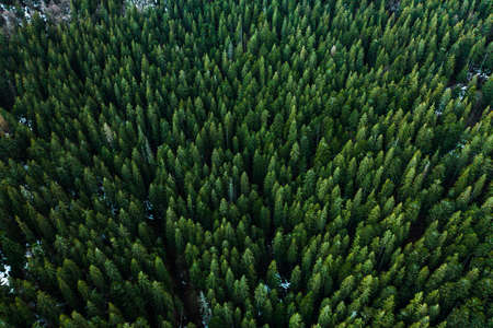 Synevyrska Polyana Natural Ukrainian National Park, coniferous evergreen forests, nature...