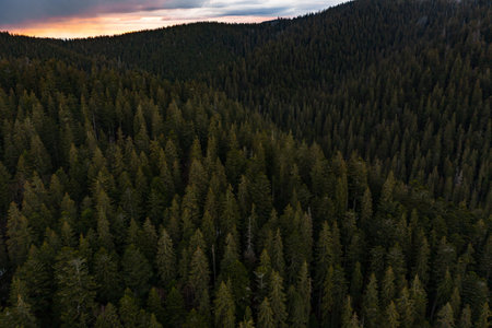 Synevyrska Polyana Natural Ukrainian National Park, coniferous evergreen forests, nature conservation and forest belt restoration, snow in the woods and early spring.の写真素材