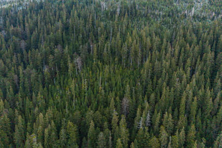 Spruce and evergreen forests of the Carpathians in the morning sun, picturesque landscapes from a...