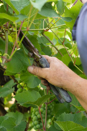 The gardener prunes the grape leaves for early ripening, agricultural employment and agriculture.の写真素材