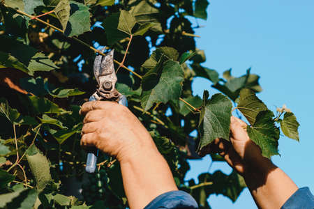 The gardener prunes the grape leaves for early ripening, agricultural employment and agriculture.