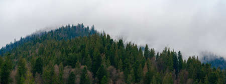 The top of the mountain in the fog, the morning fog in the mountains, one of the peaks of the Carpathians.の写真素材