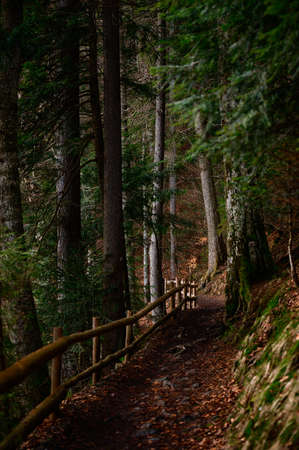 Forest trail with a fence, hiking in the woods, the Ukrainian Carpathians and hiking trails, evergreen coniferous forest.の写真素材