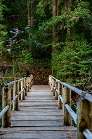 Forest trail with a fence, hiking in the woods, the Ukrainian Carpathians and hiking trails, evergreen coniferous forest.の写真素材