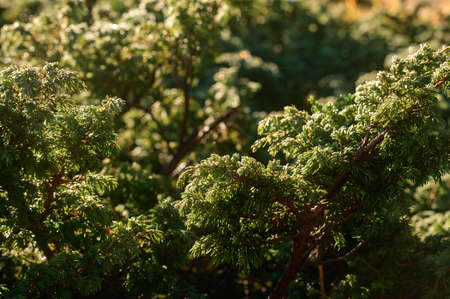 Juniperus carpathian close up, a variety of juniper, evergreen shrub.の写真素材