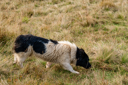 The dog stands in the tall grass of the meadow, autumn time and yellow dry grass.の写真素材