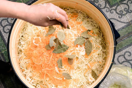 Bay leaf as the main spice in sauerkraut, finely chopped cabbage and carrots, sauerkraut at home, a...